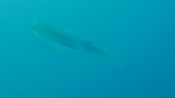 巨型巨鳍鱿鱼在海底游泳