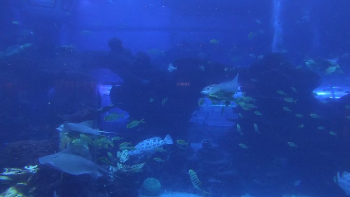 海洋馆里的各种海洋鱼类