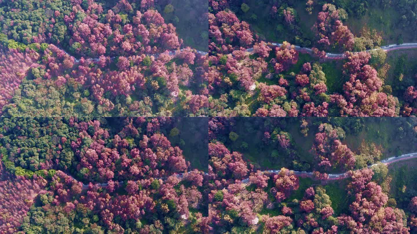 广州从化石门森林公园红枫林高空航拍