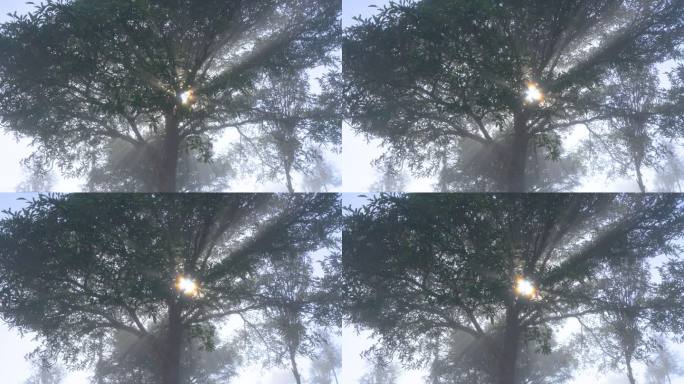 森林光线