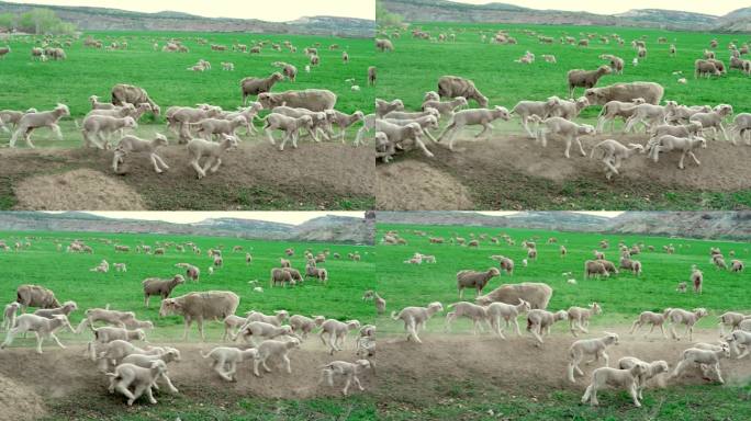 日落时分，犹他州一片美丽的绿色牧场上，绵羊和新生的羔羊在嬉戏、嬉戏和吃草