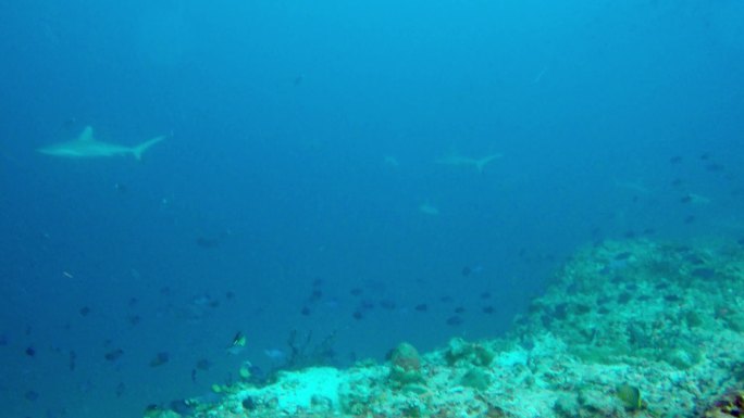 潜水员遇到灰礁鲨鱼群在马尔代夫