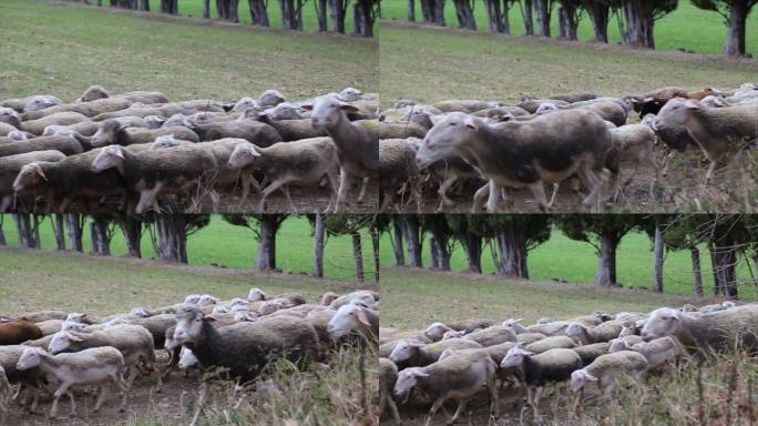 数羊牧场草地饲养业