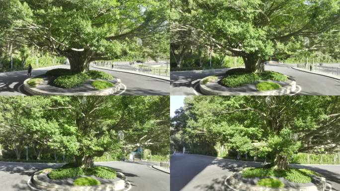 百年大榕树环绕5k50帧1分钟Dlog
