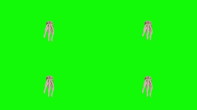 绿色屏幕上的快速游泳章鱼。动物、野生动物、游戏、返校、3d动画、短视频、电影、卡通、有机、色度键、人