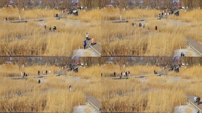 冬季公园人们从芦苇荡里的桥上来回穿梭游玩