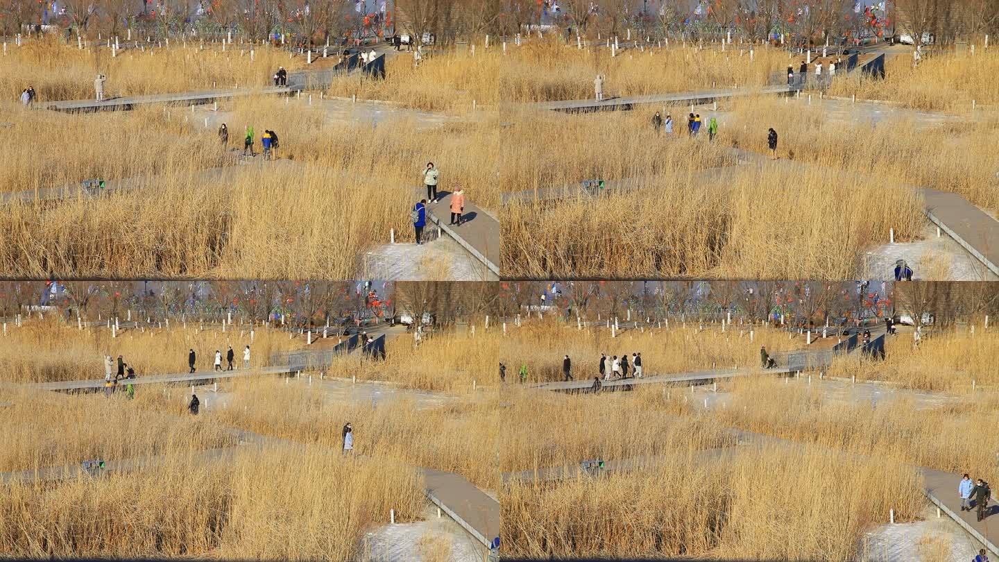 冬季公园人们从芦苇荡里的桥上来回穿梭游玩