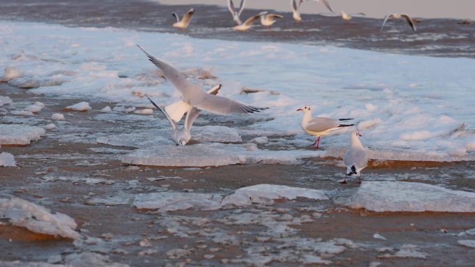 4k海鸥海鸟冰雪陆地栖息飞翔