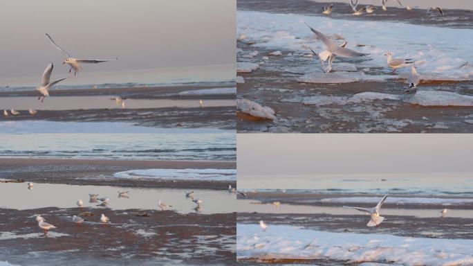 4k海鸥海鸟冰雪陆地栖息飞翔
