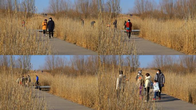 冬季公园人群从芦苇丛中的桥上经过实拍
