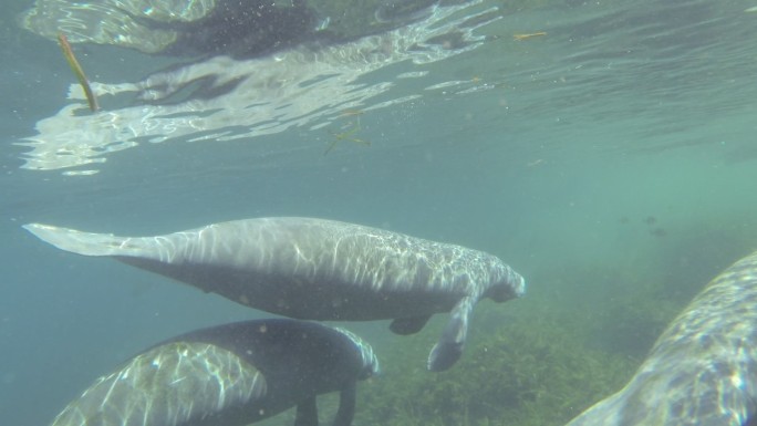 海牛的水下镜头反射在水面上，然后在它们游走时向下摇摄
