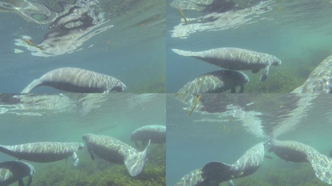 海牛的水下镜头反射在水面上，然后在它们游走时向下摇摄