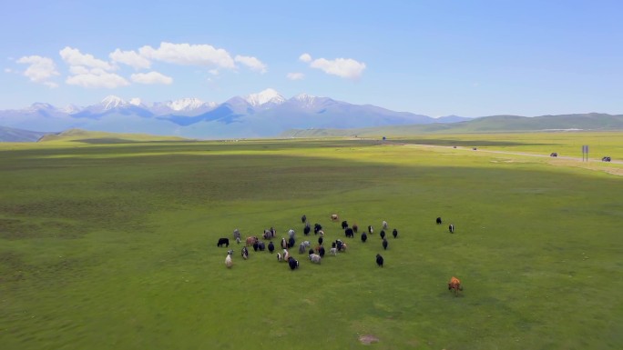新疆 巴音布鲁克 草原牦牛 航拍