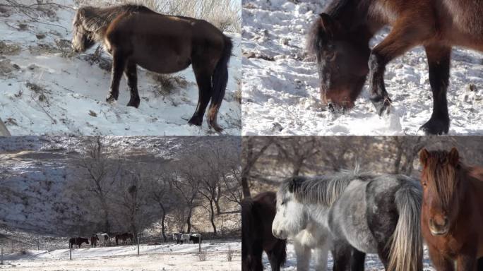 马，冬季觅食，蒙古马