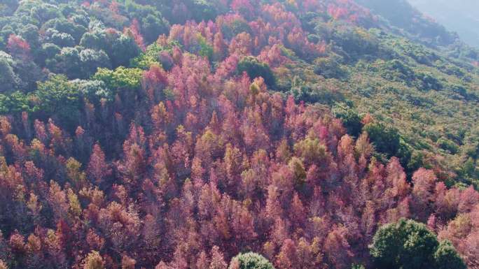 广州从化石门森林公园阳光下的绝美枫树林
