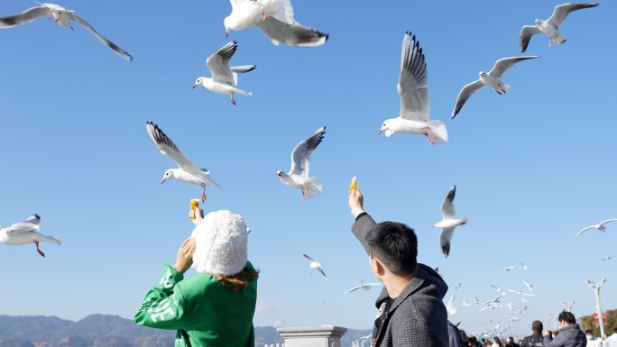 云南昆明海埂大坝海鸥拍摄4k素材