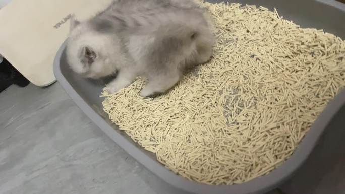 小猫用猫砂盆