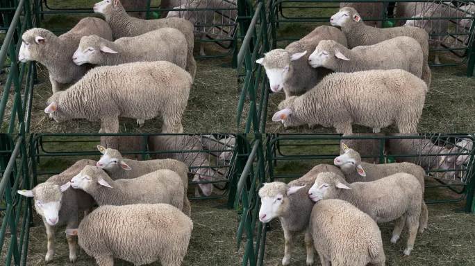 农场里的一群羊现代农业绿色生态农民三农