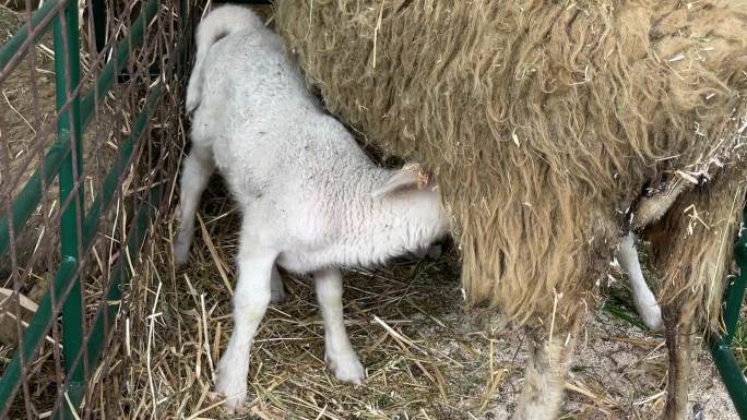 农场里的小羊羔喂养饲养业小羊吃奶