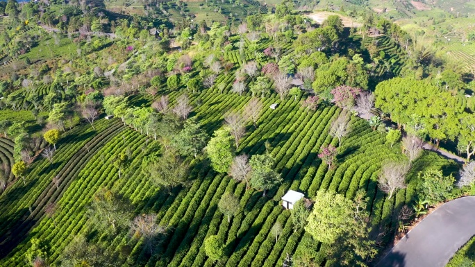 航拍茶山