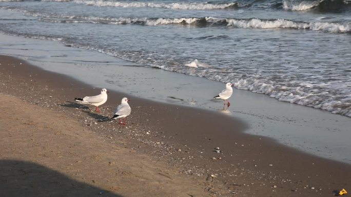 海鸥  海边   鸟