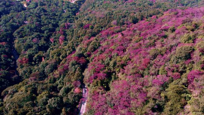 广州从化石门森林公园漫山红叶和盘山公路