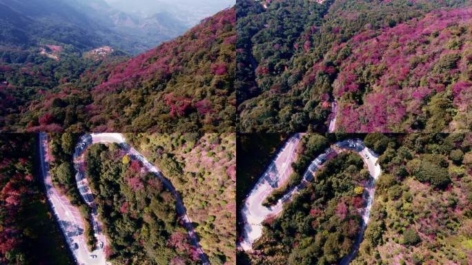 广州从化石门森林公园漫山红叶和盘山公路