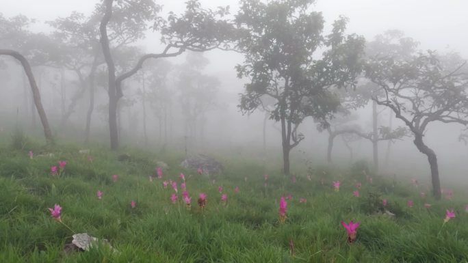 泰国柴府省森林中的Krachiew花田。雨季旅行的概念。