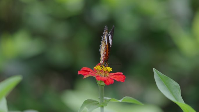 以红色百日草花为食的花边蝴蝶。