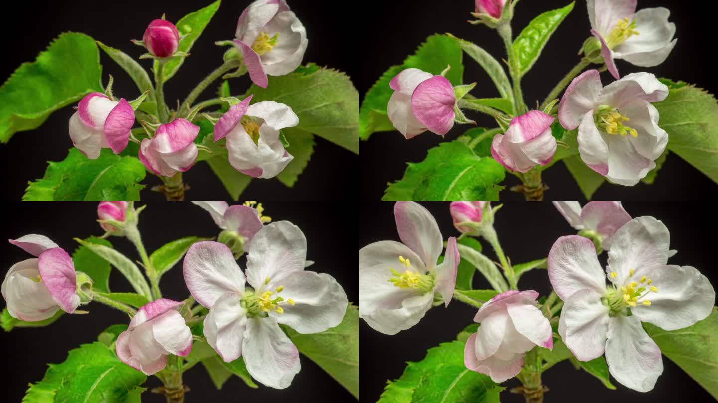 一棵苹果树的白色花朵在黑色背景下绽放和生长的4k延时。盛开的家锦葵花。白色小花，在黑色背景下生长和绽
