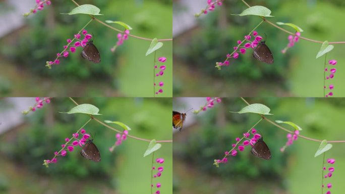 褐色的乌鸦蝴蝶正在喝粉色珊瑚藤花的花蜜。