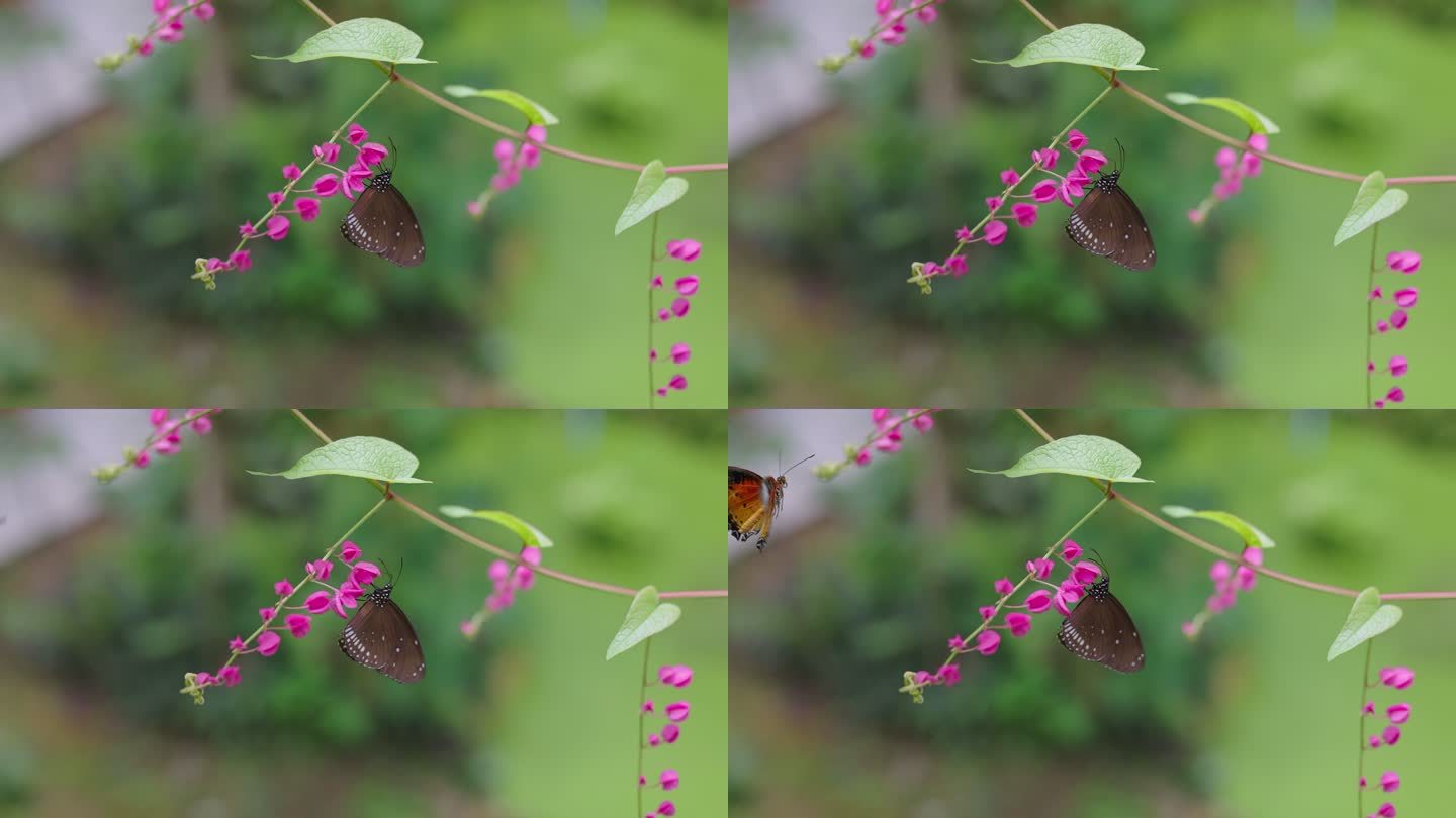 褐色的乌鸦蝴蝶正在喝粉色珊瑚藤花的花蜜。