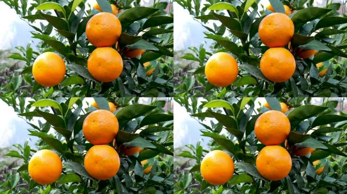 橘子实拍