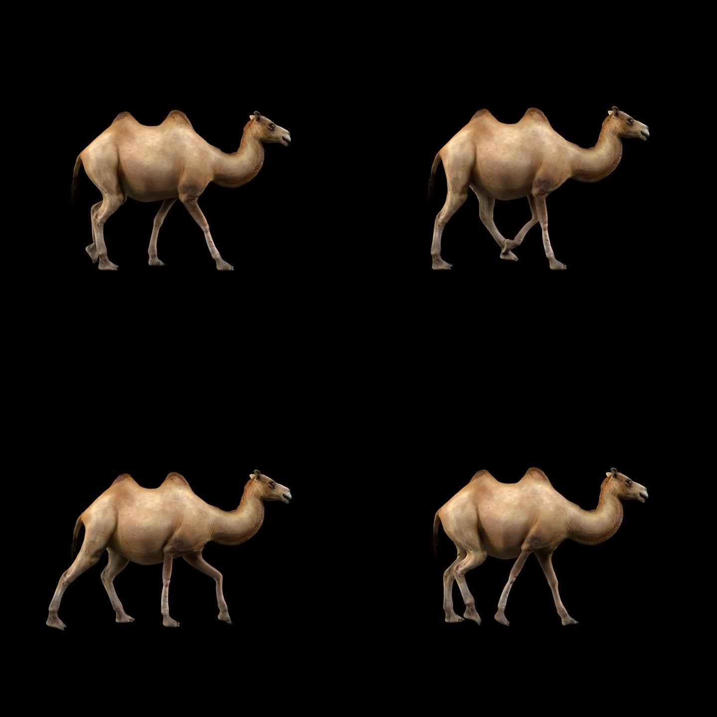 骆驼行走