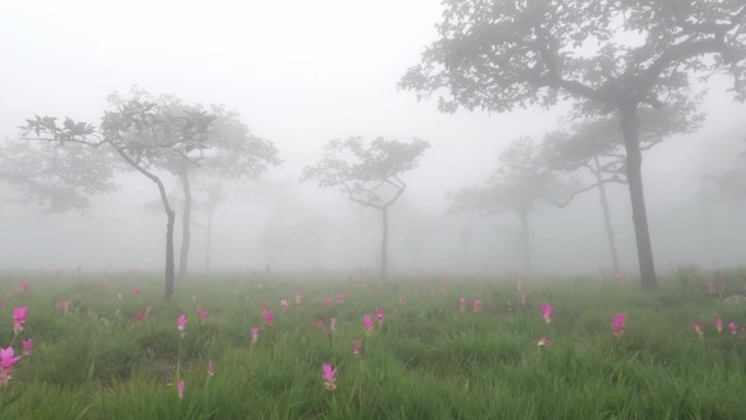 泰国柴府省森林中的Krachiew花田。雨季旅行的概念。