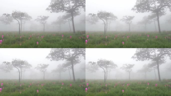 泰国柴府省森林中的Krachiew花田。雨季旅行的概念。