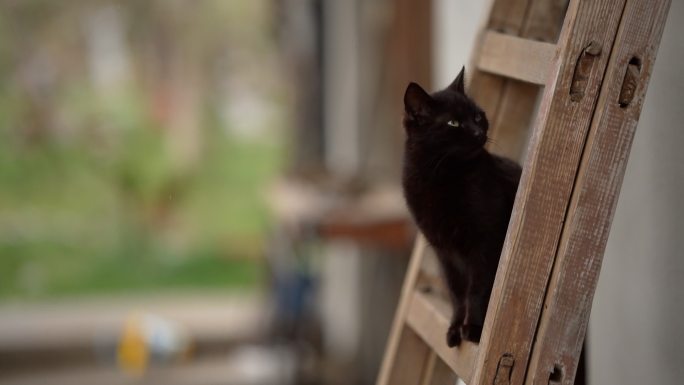 院子里梯子上的黑猫