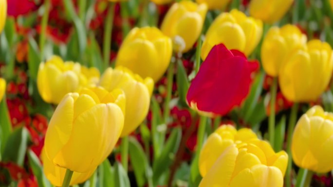 春暖花开、郁金香花、鲜花盛开 01