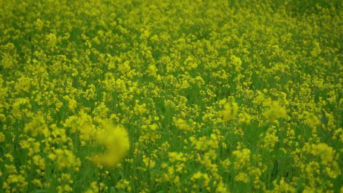 万峰林油菜花，绝美油菜花航拍素材