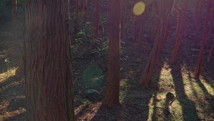 阳光树林树木光影3