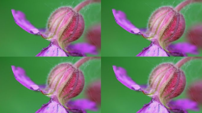 美丽的天竺葵花特写镜头花骨朵毛茸茸