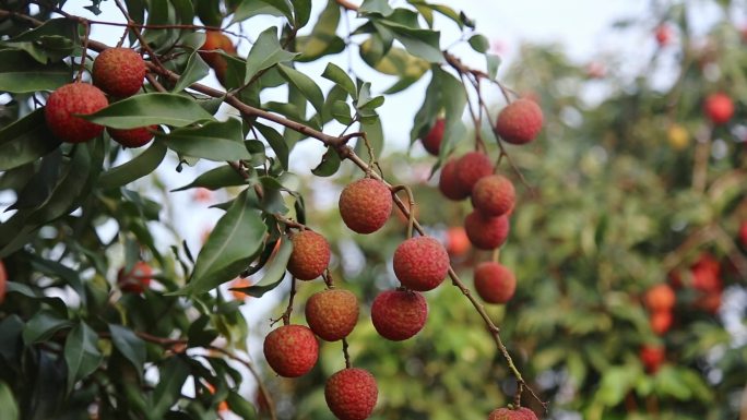 荔枝 荔枝特写 火红荔枝