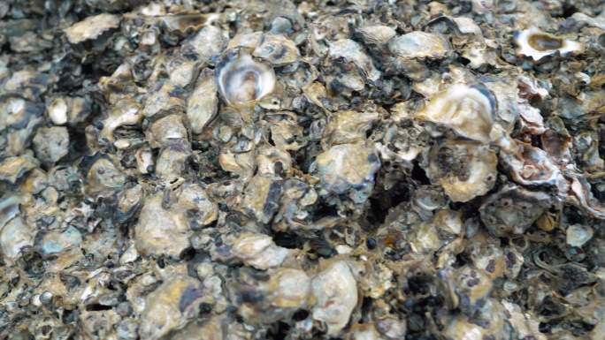 清晨海水涨潮后，贝壳粘在石头上。