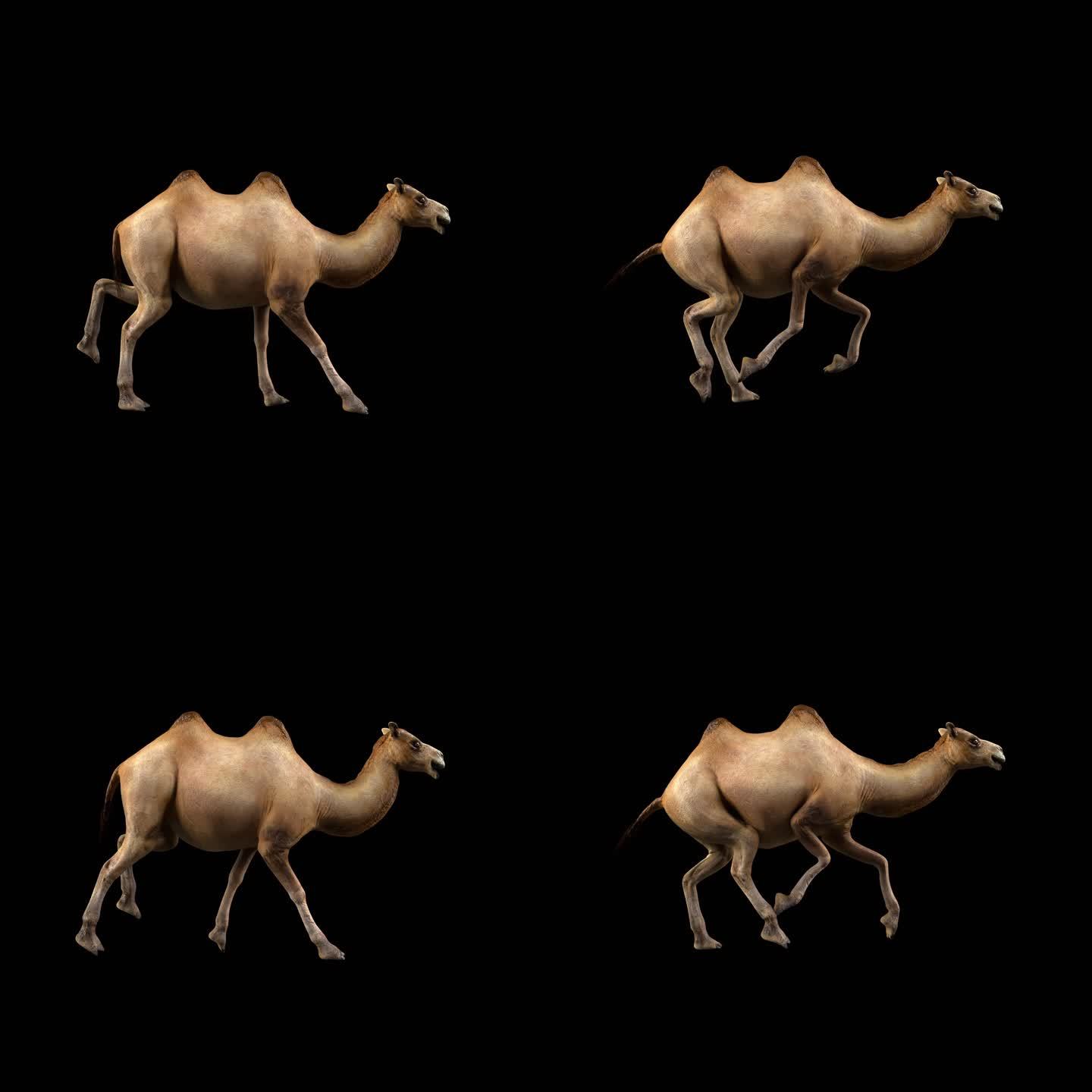 骆驼奔跑
