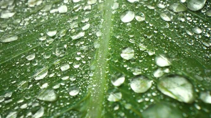 森林水滴大自然雨森林水珠绿色绿色雨水滴水