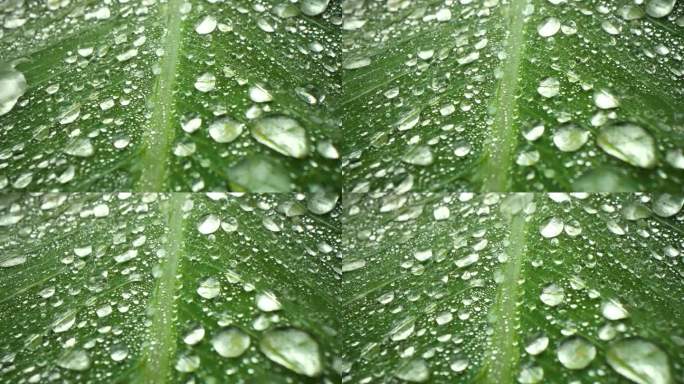 森林水滴大自然雨森林水珠绿色绿色雨水滴水