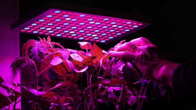 高级男子检查在紫外线LED灯下生长的番茄植物