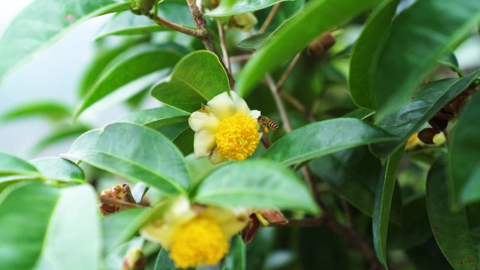 山茶花蜜蜂采蜜茶油高山茶籽果树种植多大颗