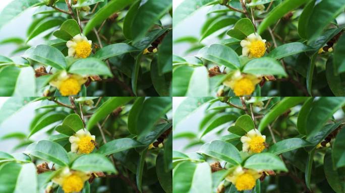 山茶花蜜蜂采蜜茶油高山茶籽果树种植多大颗