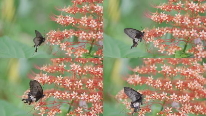 常见的摩门教蝴蝶——凤蝶，正在从一簇宝塔花中挑选一朵花。